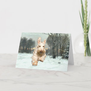Wheaten Scottish Terrier Grußkarte Karte