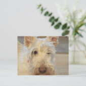 Wheaten Scottish Terrier Postkarte (Stehend Vorderseite)