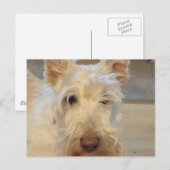 Wheaten Scottish Terrier Postkarte (Vorne/Hinten)