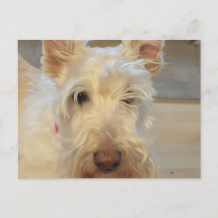 Wheaten Scottish Terrier Postkarte