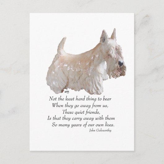 Wheaten Scottish Terrier Rainbow Bridge Postkarte (Vorderseite)