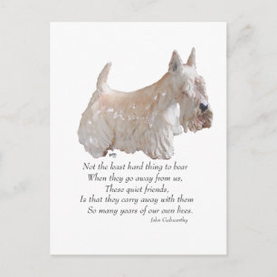 Wheaten Scottish Terrier Regenbogenbrücke Postkarte