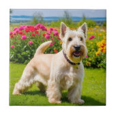 Wheaten Scottish Terrier spielt in Blume Grass Fliese (Vorderseite)