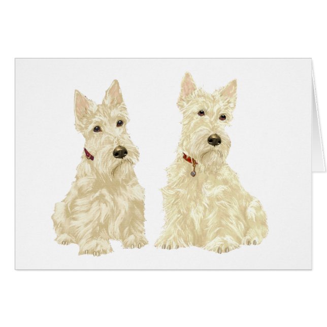 Wheaten Scottish Terriers (Vorderseite (Horizontal))