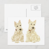 Wheaten Scottish Terriers Postkarte (Vorne/Hinten)