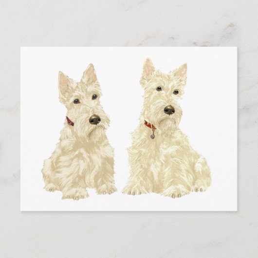 Wheaten Scottish Terriers Postkarte (Vorderseite)