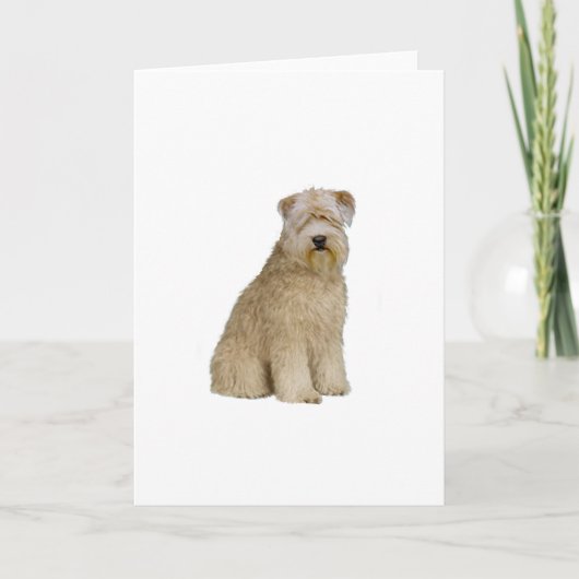 Wheaten Terrier (B) (Sit) Karte (Vorderseite)