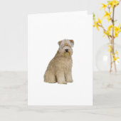 Wheaten Terrier (B) (Sit) Karte (Gelbe Blume)