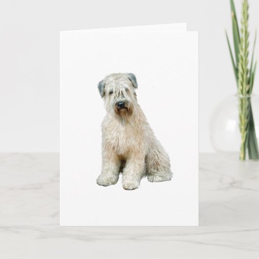 Wheaten Terrier (C) Karte (Vorderseite)