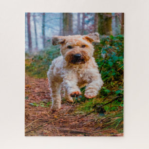 Wheaten Terrier Hund Puzzles. Puzzle