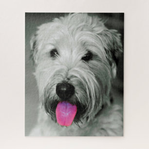 Wheaten Terrier Hund Puzzles. Puzzle