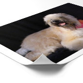 Wheaten Terrier Poster (Ecke)