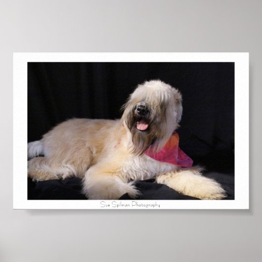 Wheaten Terrier Poster (Vorne)