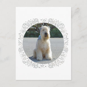 Wheaten Terrier Postkarte