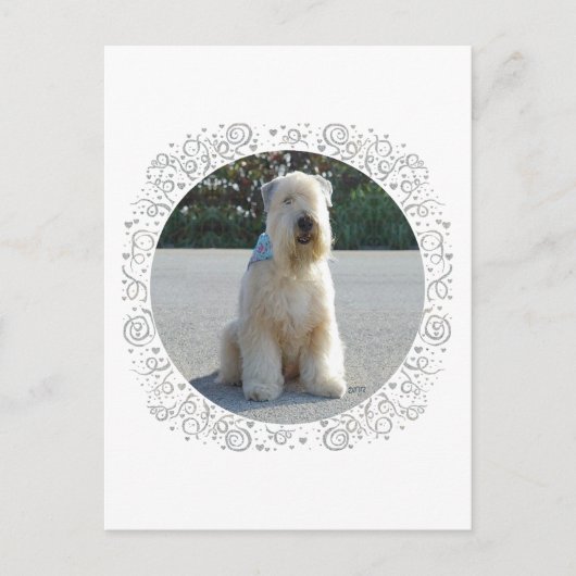 Wheaten Terrier Postkarte (Vorderseite)