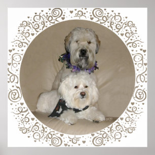 Wheaten Terrier und Havanese Poster