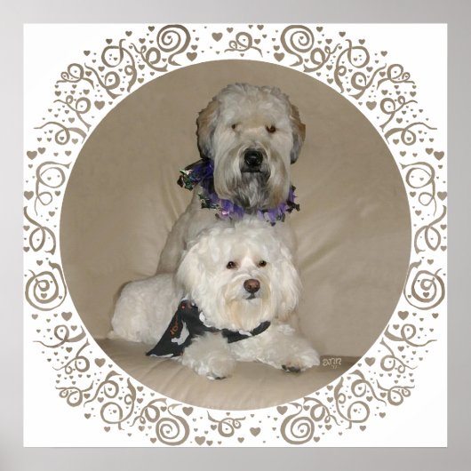 Wheaten Terrier und Havanese Poster (Vorne)