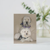 Wheaten Terrier und Havanese Postkarte (Stehend Vorderseite)