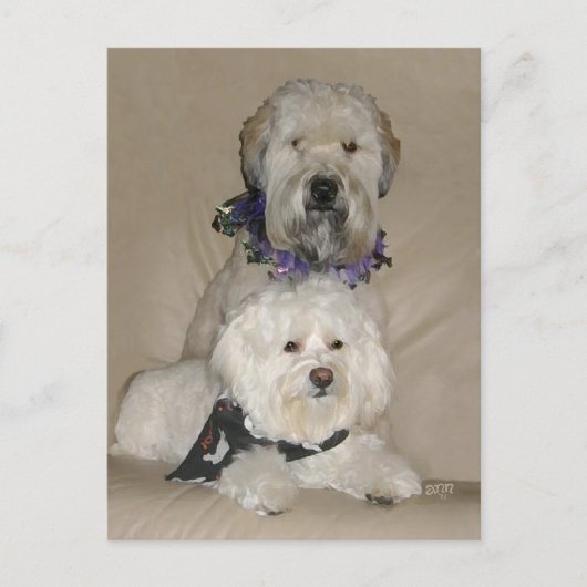 Wheaten Terrier und Havanese Postkarte (Vorderseite)