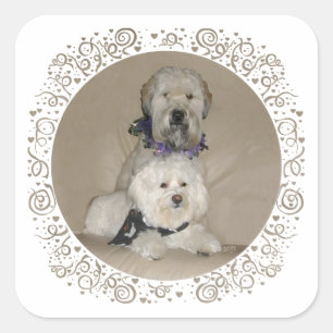 Wheaten Terrier und Havanese Quadratischer Aufkleber