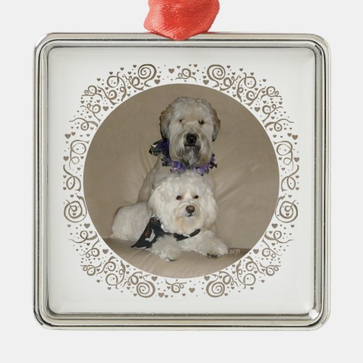 Wheaten Terrier und Havanese Silbernes Ornament (Vorne)