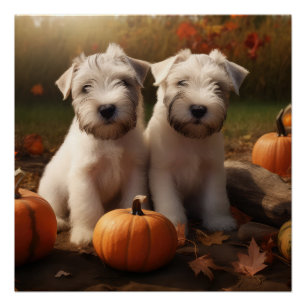 Wheaten Terrier Welpe Autumn Delight Pumpkin Poster