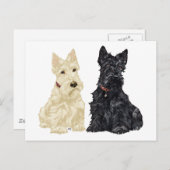Wheaten und Black Scottish Terriers Postkarte (Vorne/Hinten)