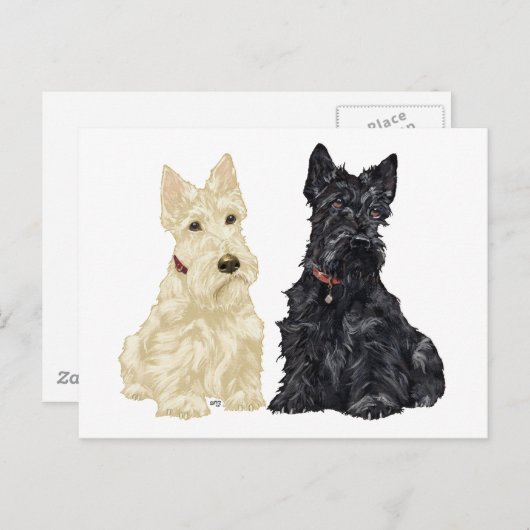 Wheaten und Black Scottish Terriers Postkarte (Vorne/Hinten)