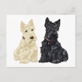 Wheaten und Black Scottish Terriers Postkarte (Vorderseite)