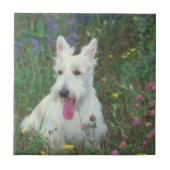 Wheaton Scottish-Terrier-Fliese Fliese (Vorderseite)
