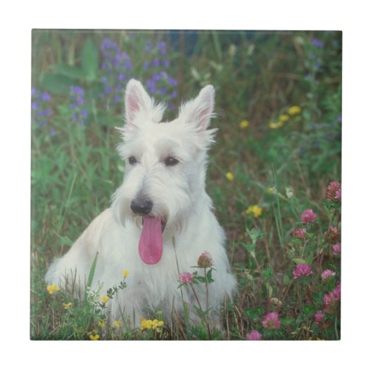 Wheaton Scottish-Terrier-Fliese Fliese (Vorderseite)