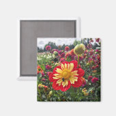 Wheels Dahlia Magnet (Vorderseite/Rückseite)