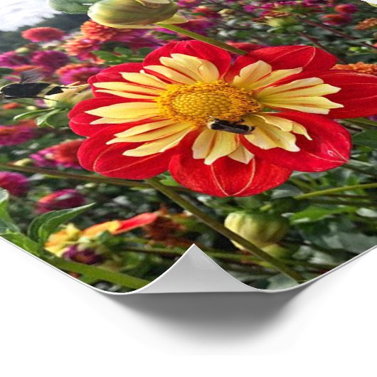 Wheels Dahlia Poster (Ecke)