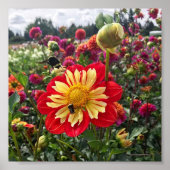Wheels Dahlia Poster (Vorne)