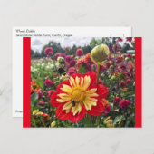 Wheels Dahlia Postkarte (Vorne/Hinten)