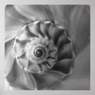 Whelk Poster