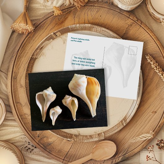 Whelk Seashells Comparison Photography Postkarte