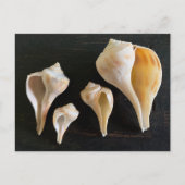 Whelk Seashells Comparison Photography Postkarte (Vorderseite)