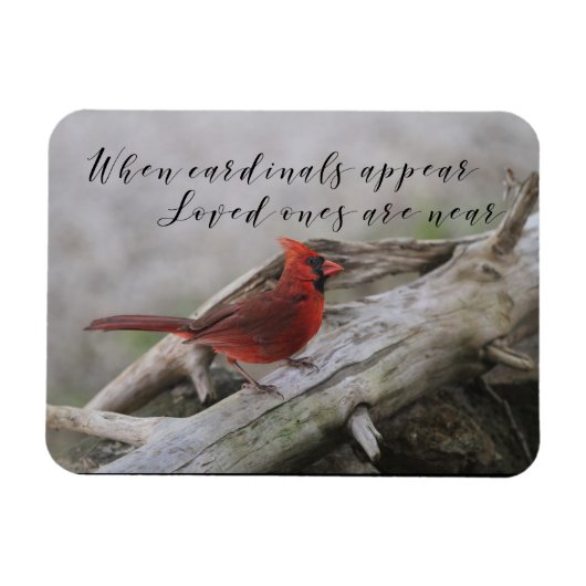 When cardinals appear, loved ones are near magnet (Horizontal)