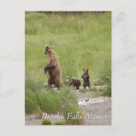 Where we going mom, Brooks Falls Alaska  Postkarte