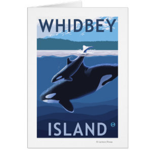 Whidbey Insel, WashingtonOrca und Kalb