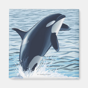 Whidbey Island, WashingtonOrca Jumping Magnet