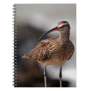 Whimbrel Notizblock