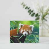 Whimsical Gaze - The Red Panda Postkarte (Stehend Vorderseite)