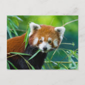 Whimsical Gaze - The Red Panda Postkarte (Vorderseite)