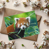Whimsical Gaze - The Red Panda Postkarte