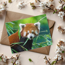 Whimsical Gaze - The Red Panda Postkarte