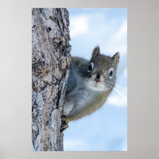 Whimsical Grau Eichhörnchen Poster (Vorne)