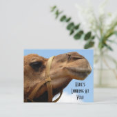 Whimsical "Here's Looking At You" Camel Gruß Postkarte (Stehend Vorderseite)