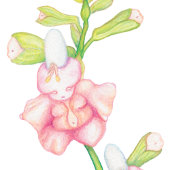 Whimsical Pink Fantasy Blume Buds Watercolor Poster